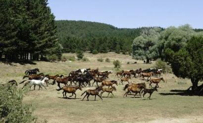 akdag-arazi-kamp-alani