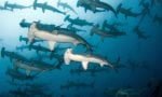 cocos-island-liveaboards