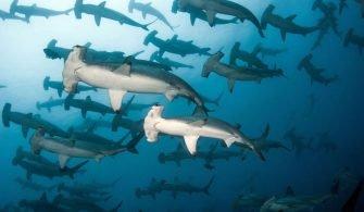 cocos-island-liveaboards