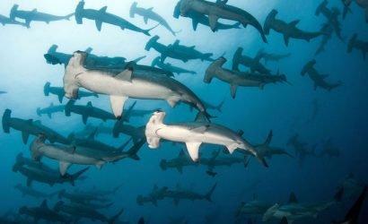 cocos-island-liveaboards