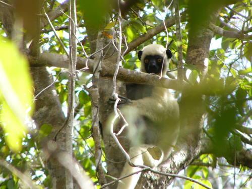 Tsingy de Bemaraha Strict Nature Reserve (Madagascar)