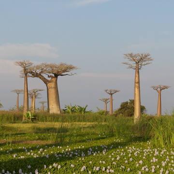 Tsingy de Bemaraha Strict Nature Reserve (Madagascar)