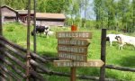 kulning