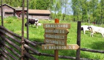 kulning