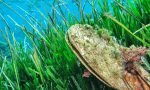 Posidonia2