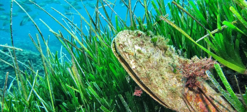 Posidonia: Akdeniz’in “Süper Bitkisi”