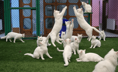 van-kedisi-villasi-ulasim