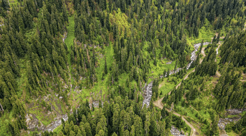 Gürcistan Sınırında Bir Vadi Papart Vadisi