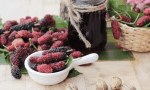 Dut-Tatlisi