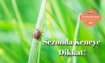 Sezonda-Keneye-Dikkat