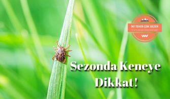Sezonda-Keneye-Dikkat