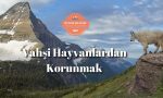 Vahşi-Hayvanlardan-Korunmak