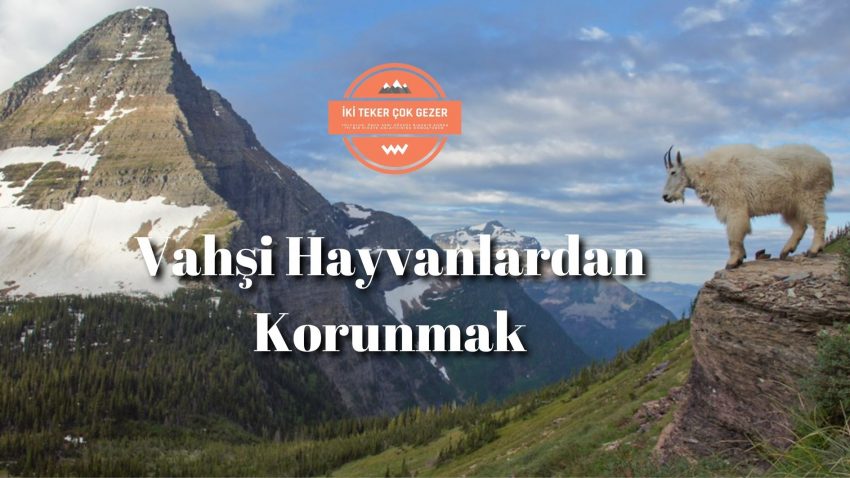 Doğada Vahşi Hayvanlardan Nasıl Korunuruz