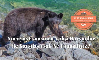 Yürüyüş-Esnasinda-Vahşi-Hayvanlar-ile-Karşilaşirsak-Ne-Yapmaliyiz
