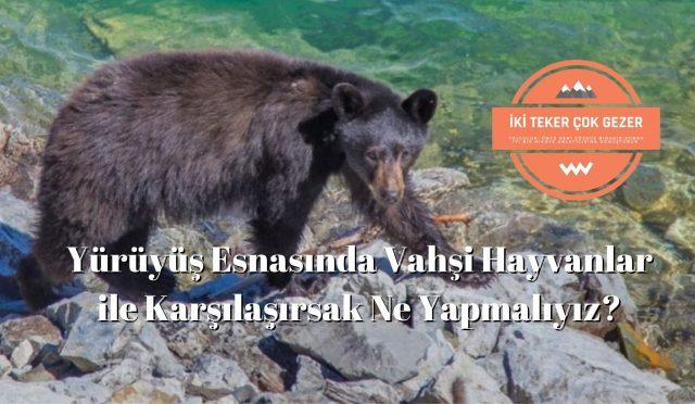 Yürüyüş-Esnasinda-Vahşi-Hayvanlar-ile-Karşilaşirsak-Ne-Yapmaliyiz