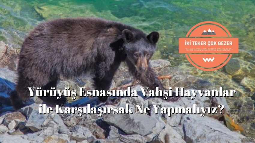 Doğada Vahşi Hayvanlara Karşı Ne Yapmalıyız